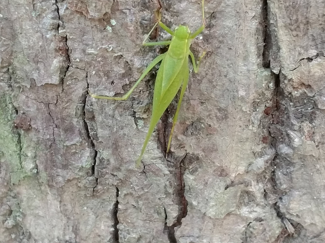 Mount Airy Forest-辛辛那提必去景点
