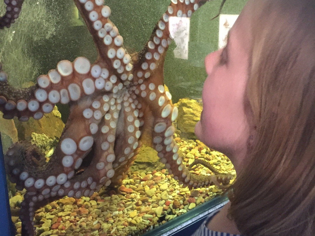 Sapphire Coast Marine Discovery Centre-伊登港必去景点