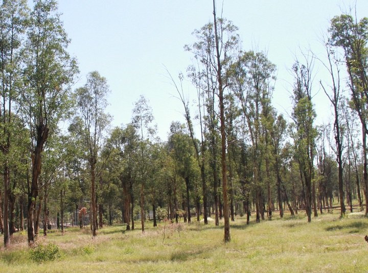 Parque Sahuatoba-Durango必去景点