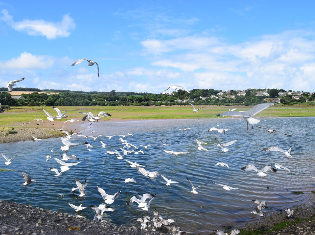 RSPB Hayle Estuary-Hayle必去景点