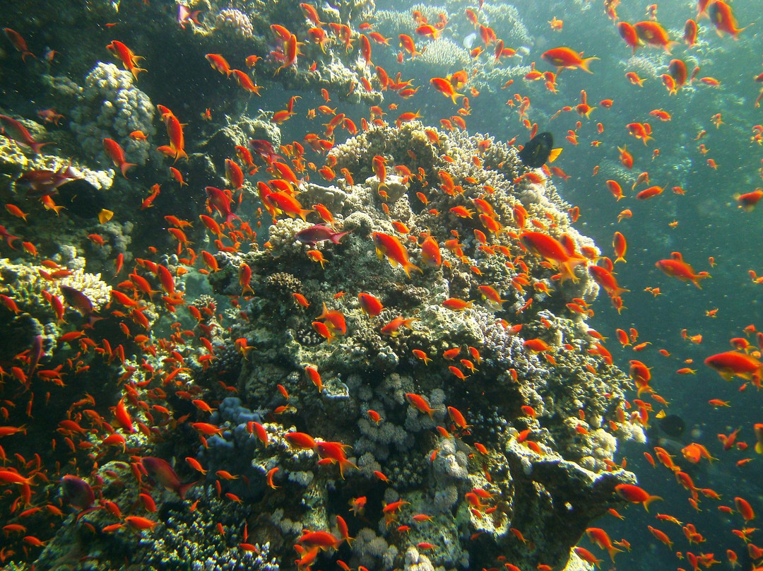 Alpha Dive Centre-斯特兰必去景点