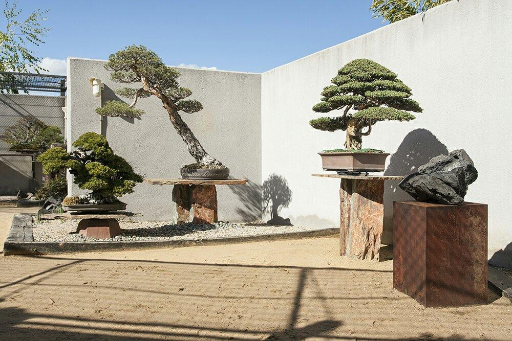 Museo Bonsai Luis Vallejo-阿尔科文达斯必去景点