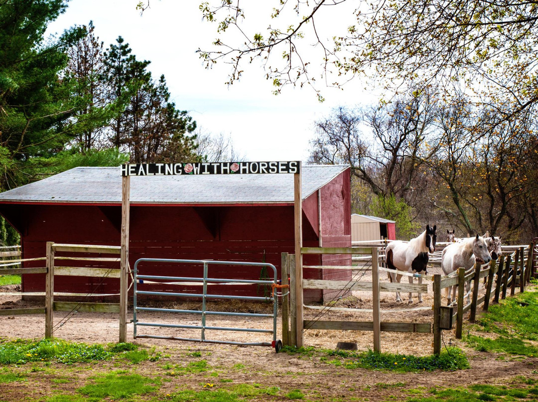 Healing With Horses at Wildrose Horse Farm-安卡斯维尔必去景点