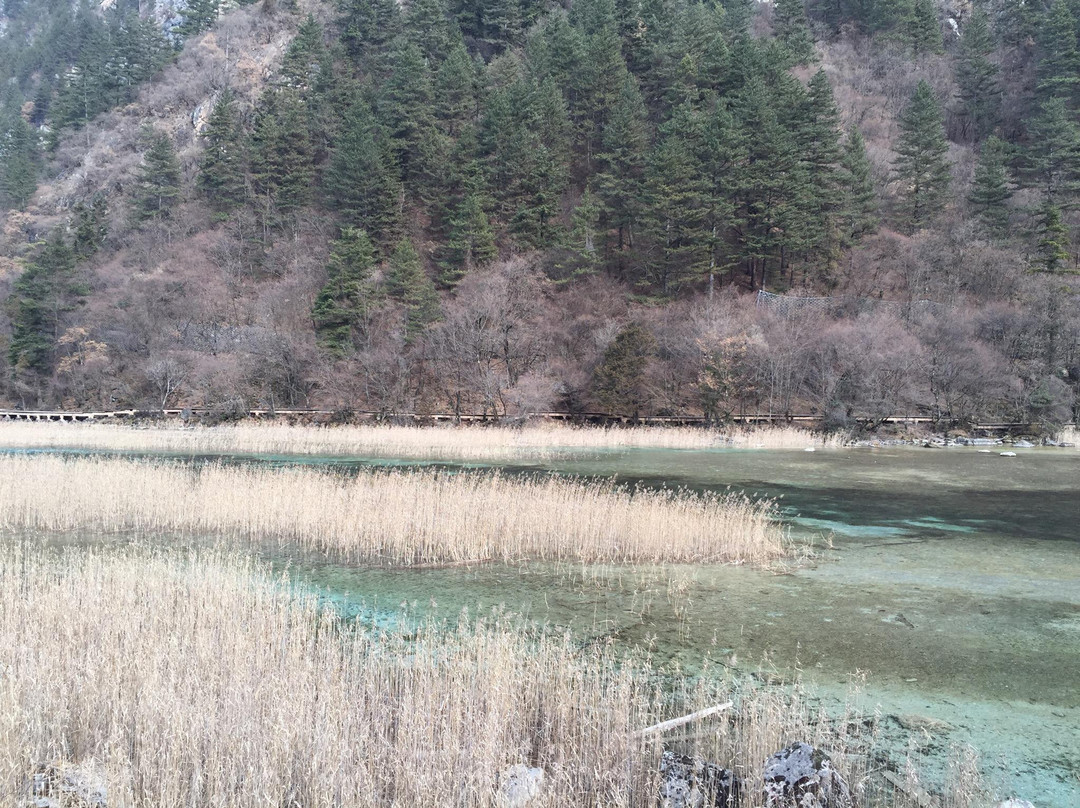 芦苇海景点图片