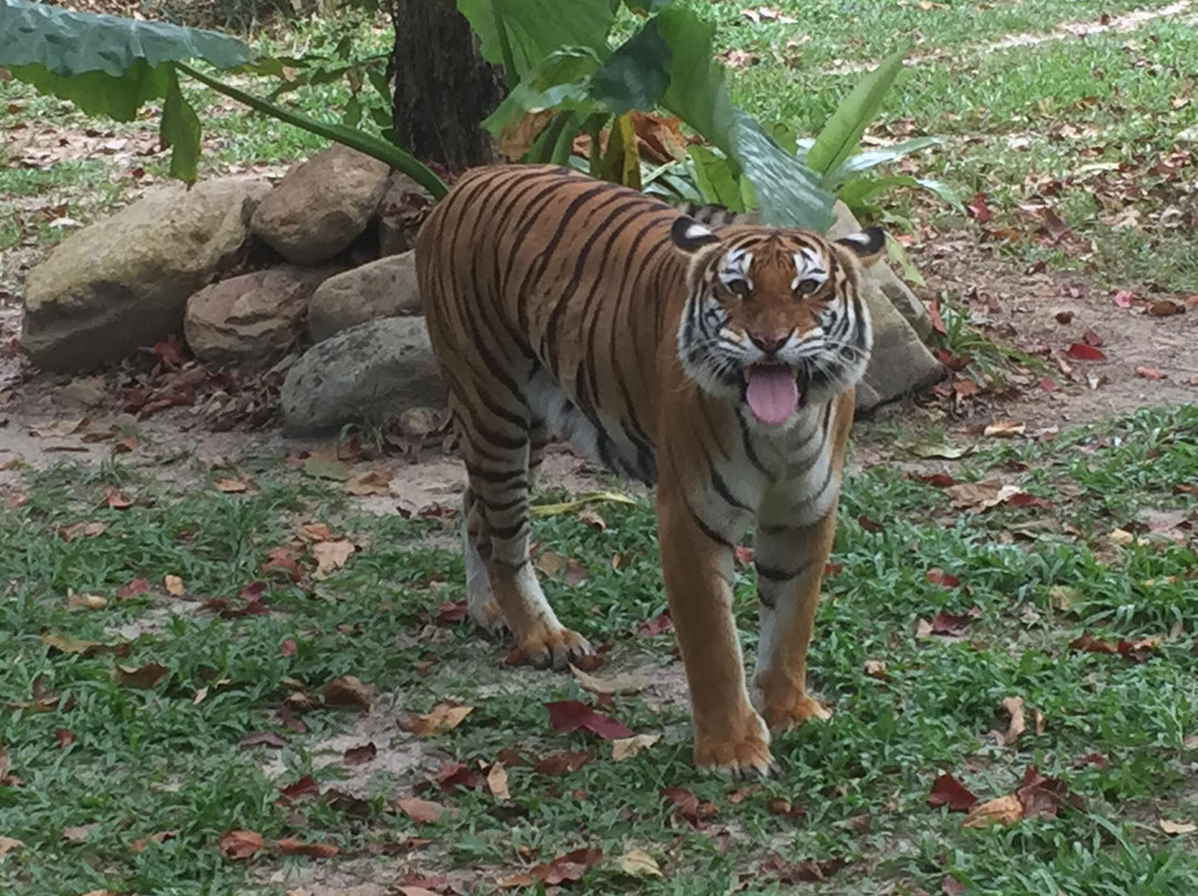 Tiger! Tiger! Gallery & Exhibit景点图片
