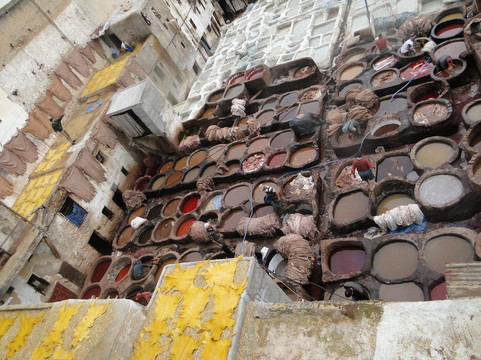 Desert Lark-非斯必去景点