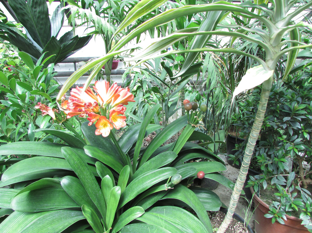 Fedyakovo旅游景点-NII Botanical Garden