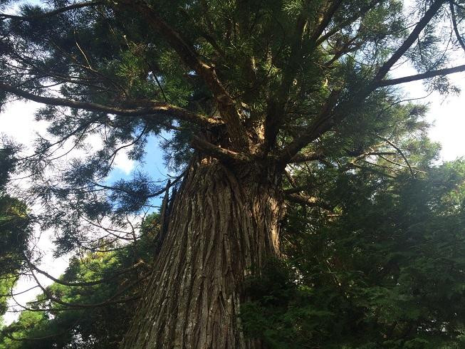 Shitsumi Hachimangu Shrine-京丹波町必去景点