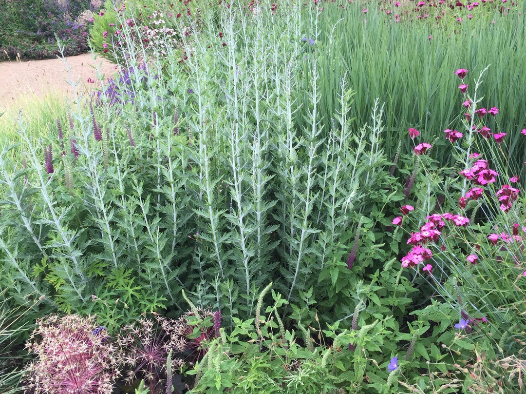 Scampston Walled Garden景点图片