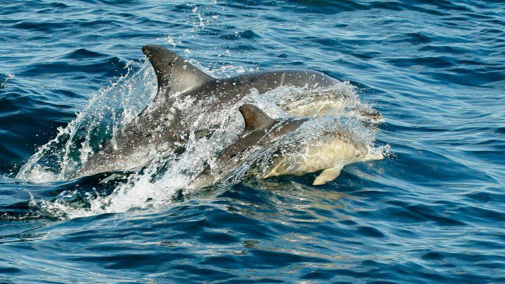 Gairloch Marine Life Centre & Cruises景点图片