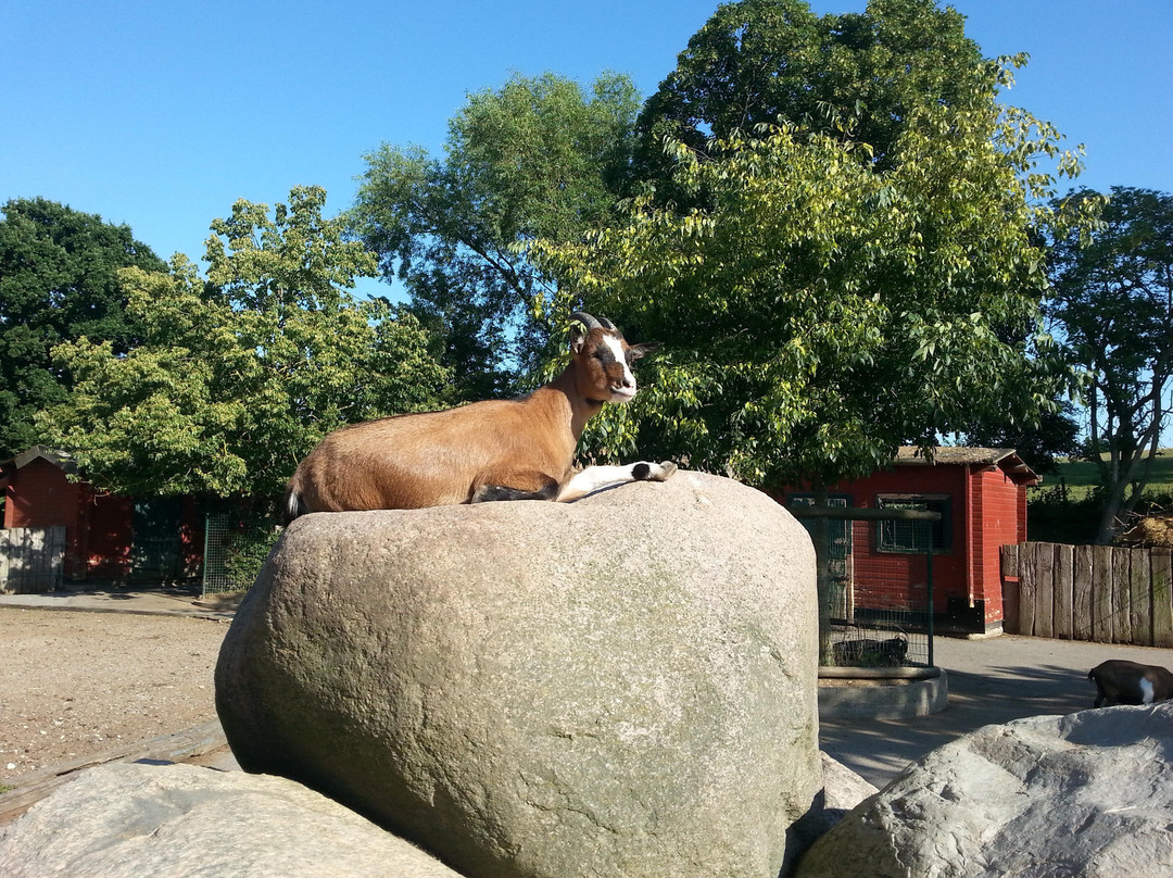 Derr Zoo-Park Arche Noah in Gromitz/Ostsee景点图片
