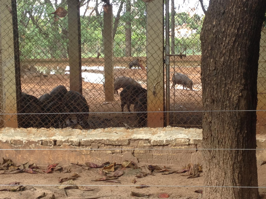 Municipal Zoo Dr. Flávio Leite Ribeiro-Aracatuba必去景点