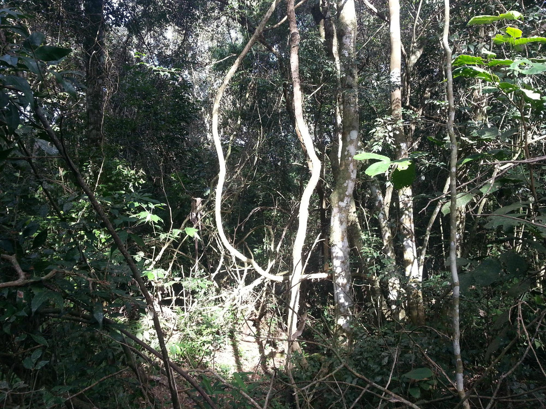 Safaris de la Selva-伊瓜苏港必去景点