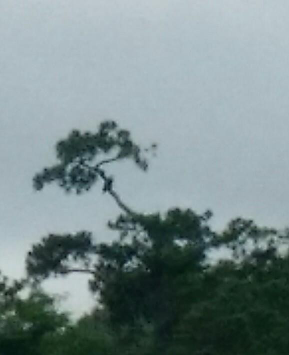 Windy Point Nautical Adventures-Holden Beach必去景点