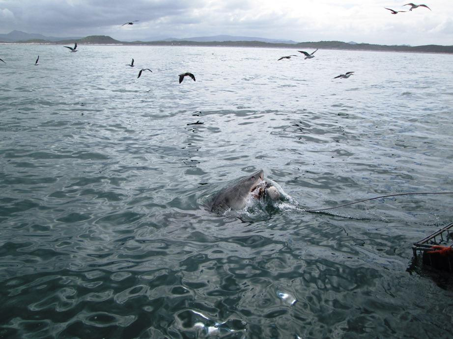 White Shark Projects-干斯拜必去景点