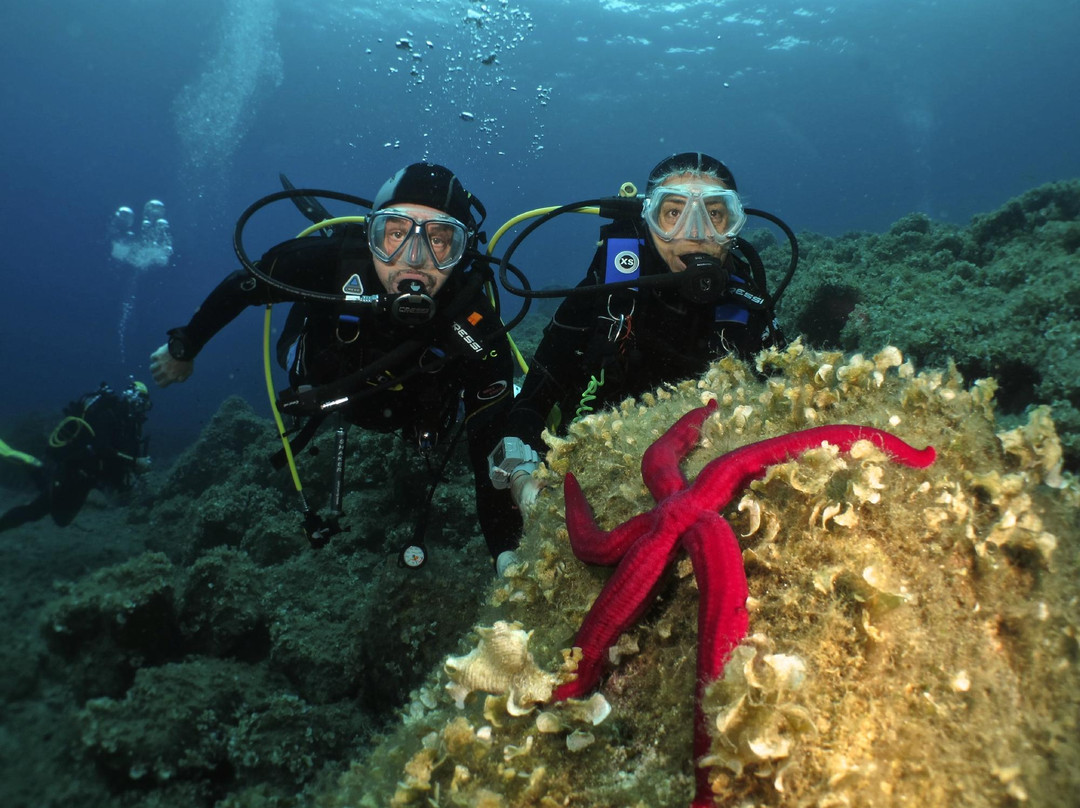 Diving in Elba景点图片