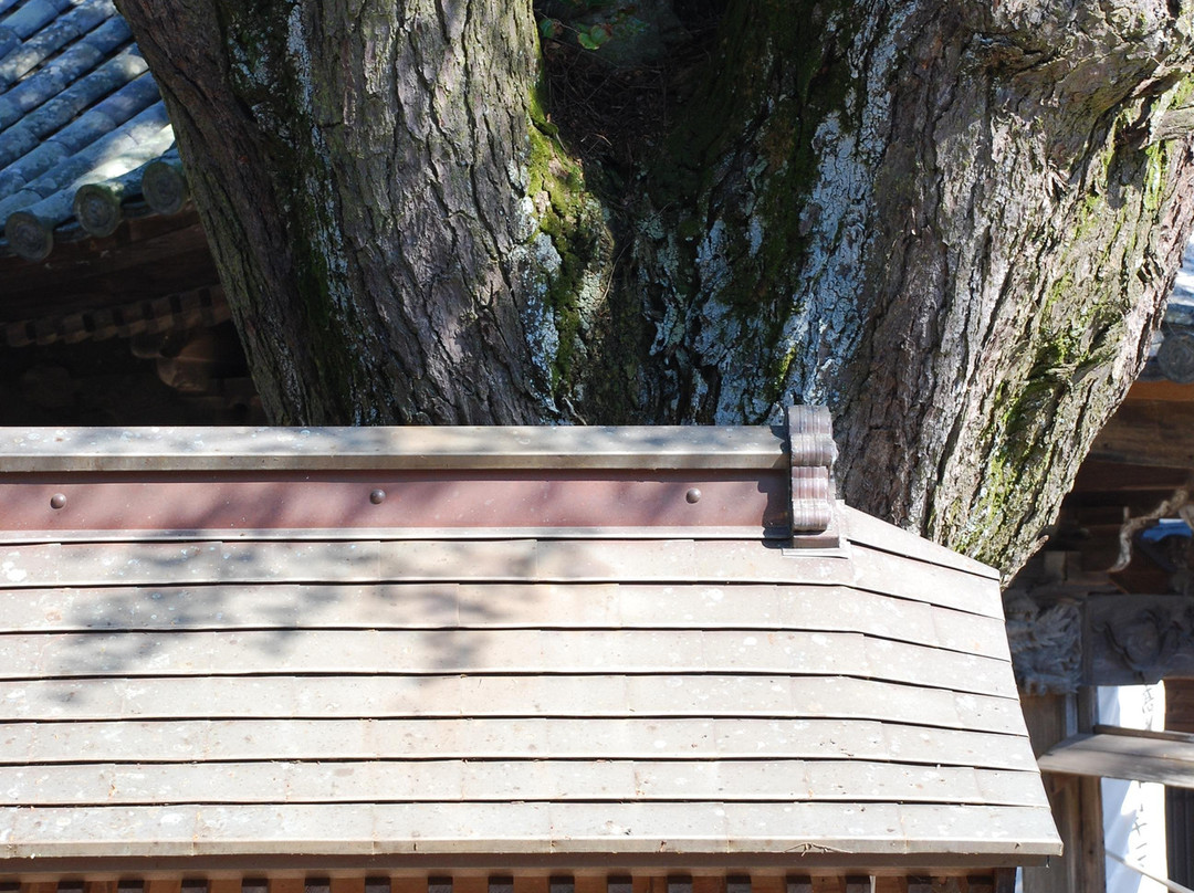 Jorakuji temple-德岛市必去景点