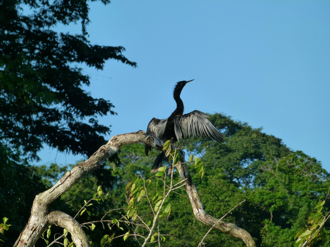 Tortuguero Eco Experiences景点图片