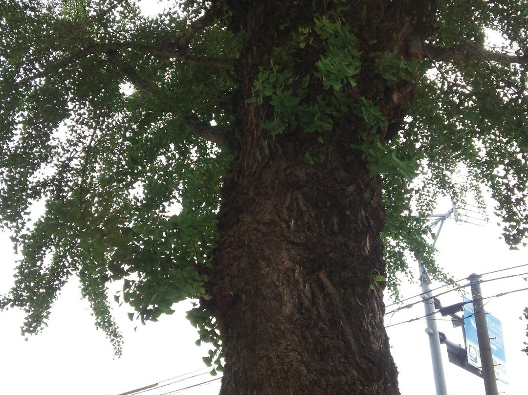 Tokko Ginkgo Tree and its Monument-日田市必去景点