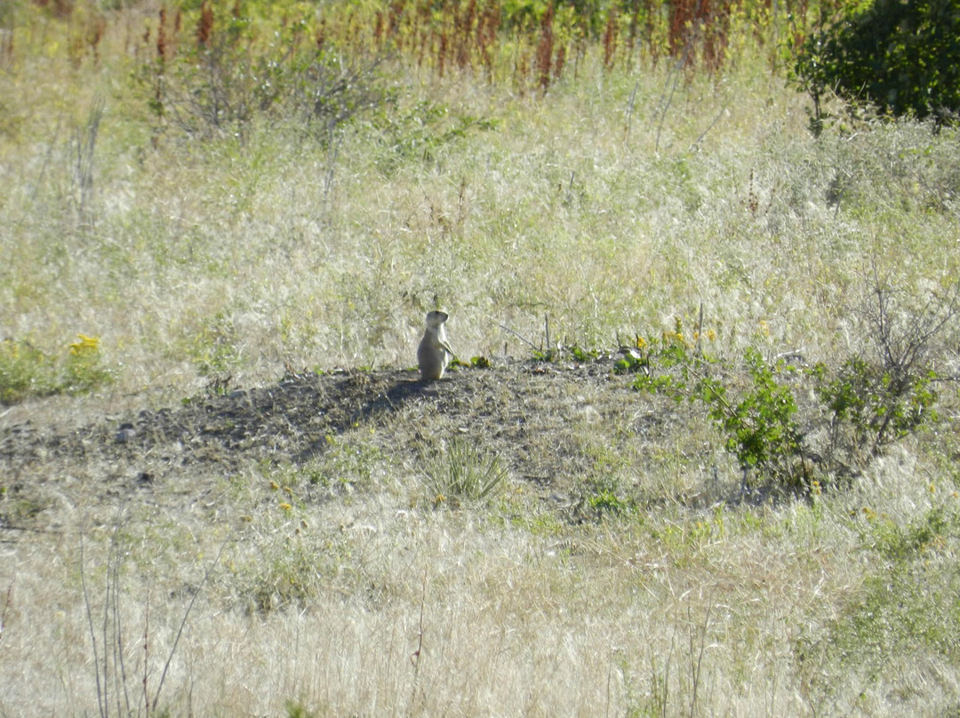 Greycliff Prairie Dog Town State Park景点图片