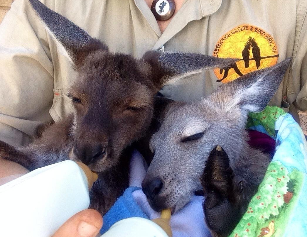 杰拉尔顿旅游景点-Greenough Wildlife & Bird Park