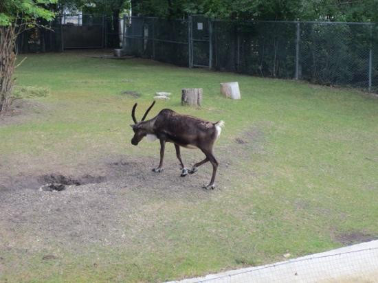 Assiniboine Park Zoo-温尼伯必去景点