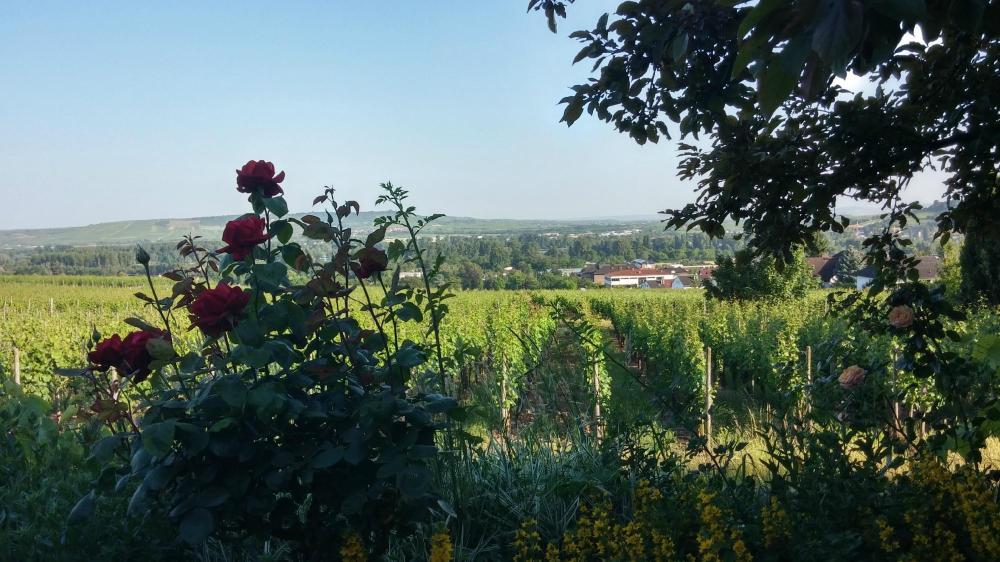 Inn Magdalenenhof-浴室