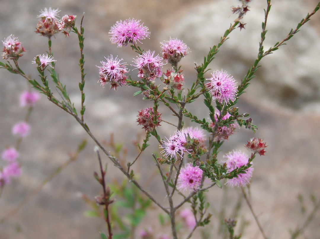 Bulgandry Aboriginal Engraving Site-Kariong必去景点