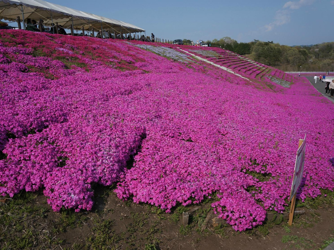 Ichikaimachi Shibazakura Park-市贝町必去景点