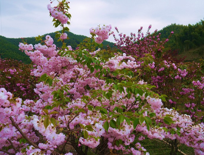 浙江四明山-余姚市必去景点
