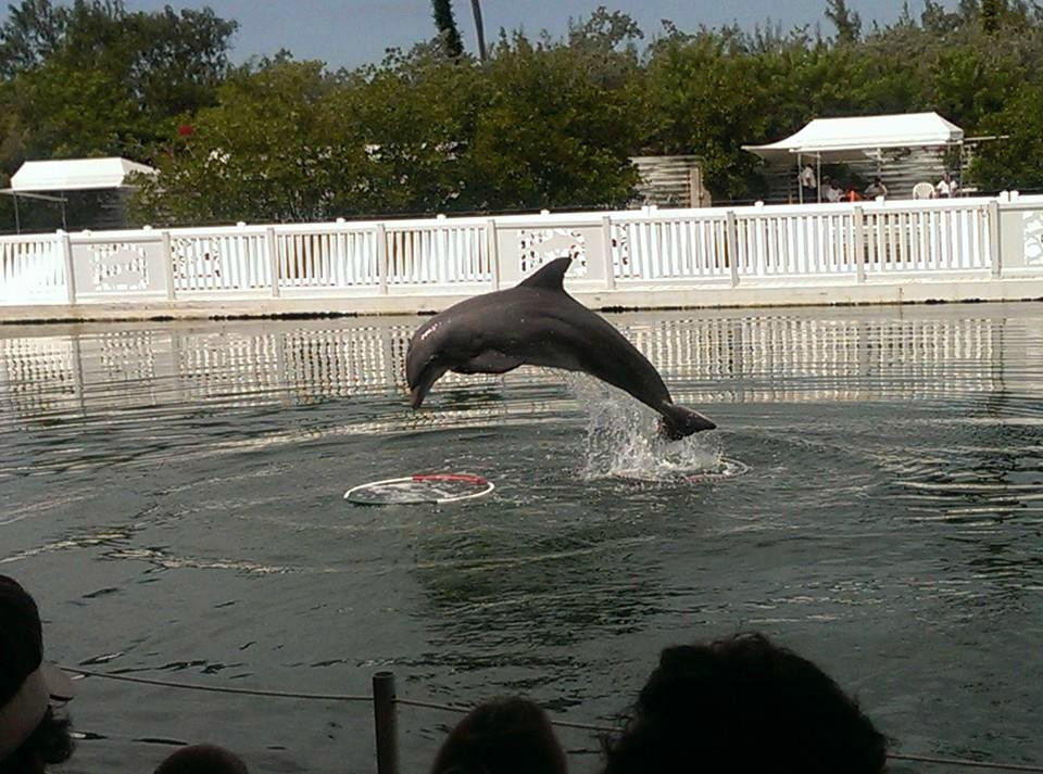 Theater of the Sea-伊斯拉摩拉达必去景点