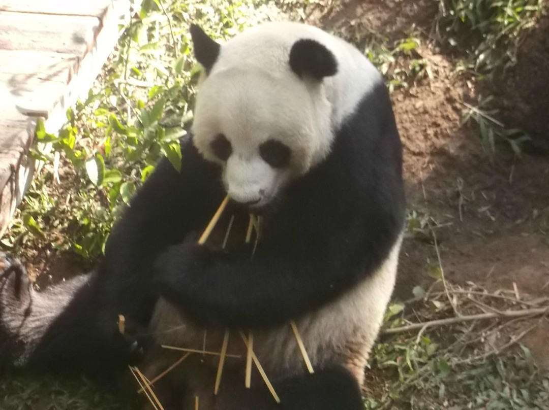 清迈动物园-清迈必去景点