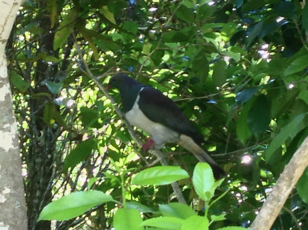 蒂利蒂利马唐伊岛-奥克兰中心地区必去景点