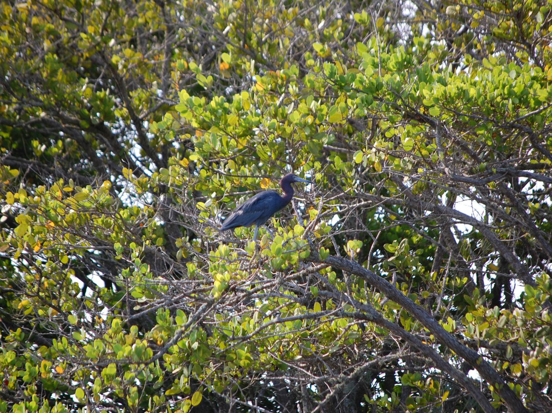 Cocoa Beach Kayaking-可可海滩必去景点