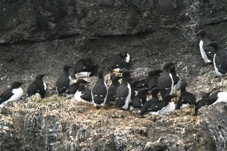 Papeyjarferdir-Djupivogur必去景点