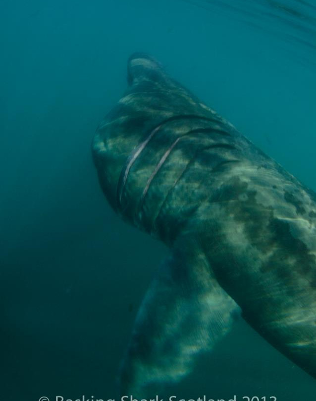 Basking Shark Scotland-奥本必去景点
