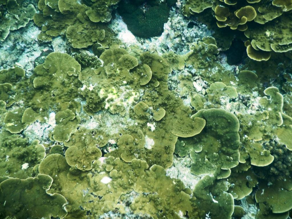 Entalula Island景点图片