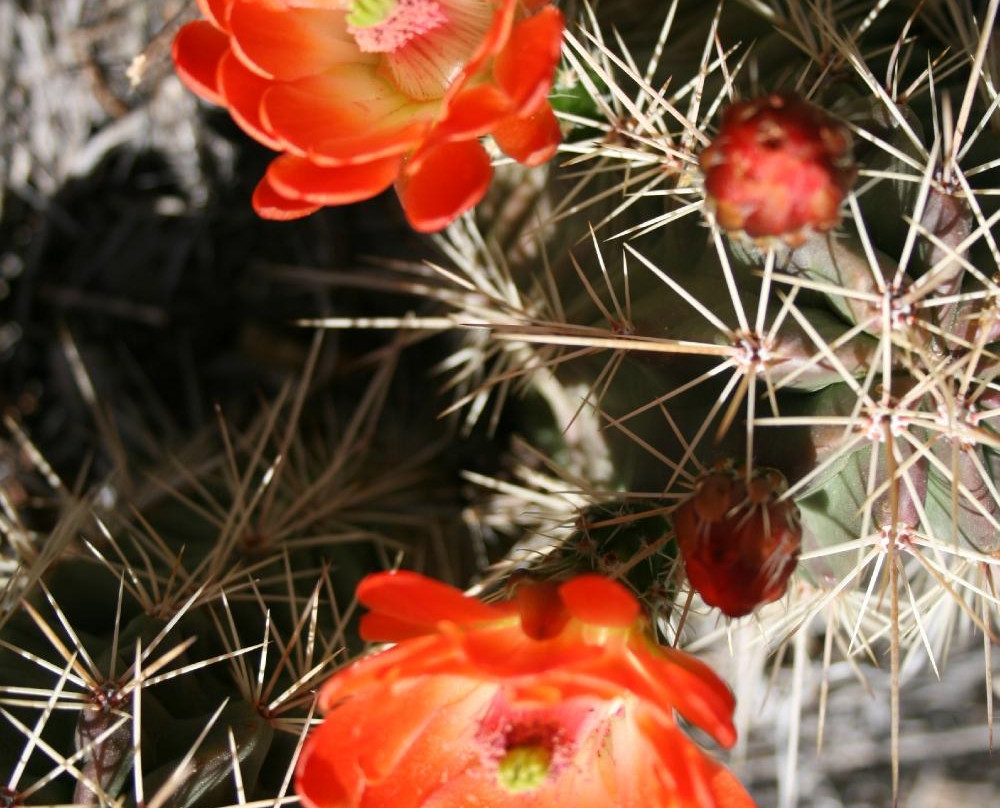 Chihuahuan Desert景点图片
