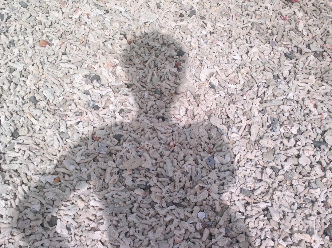 Olotayan Island-罗哈斯城必去景点