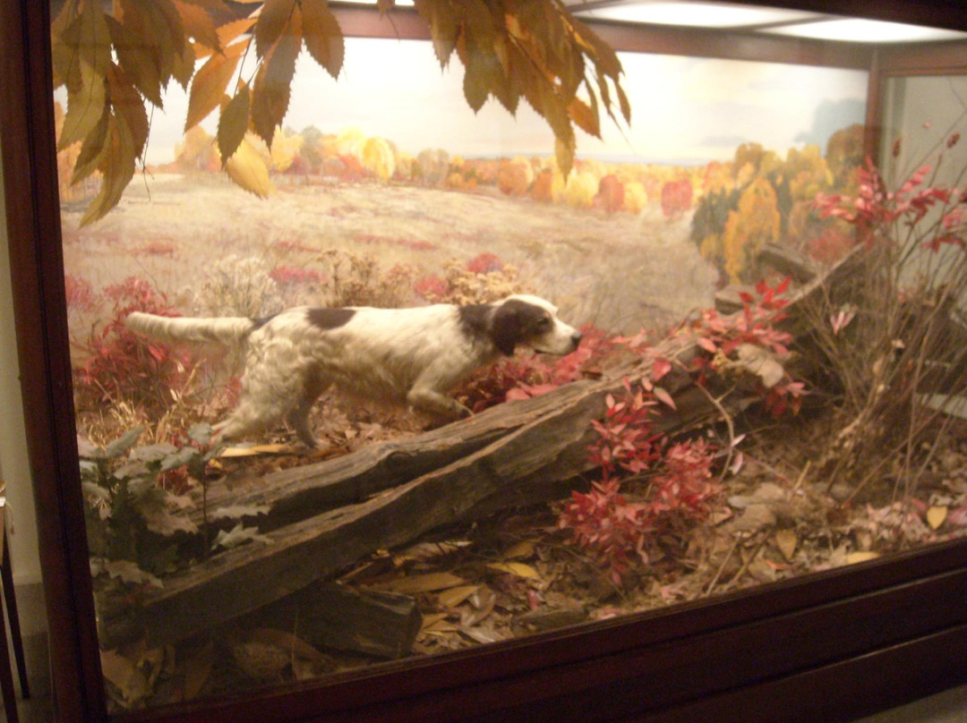 National Bird Dog Museum景点图片