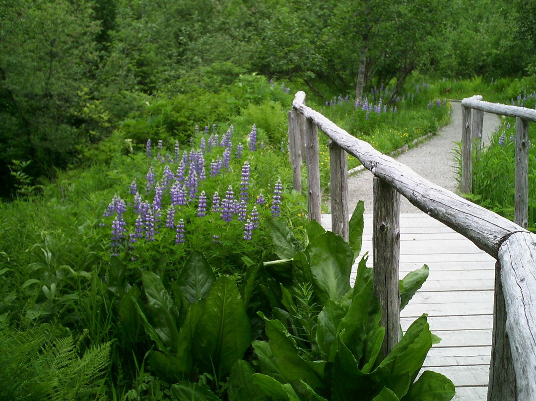 Juneau Rainforest Garden-朱诺必去景点
