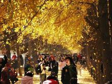 海洋银杏林田园-灵川县必去景点