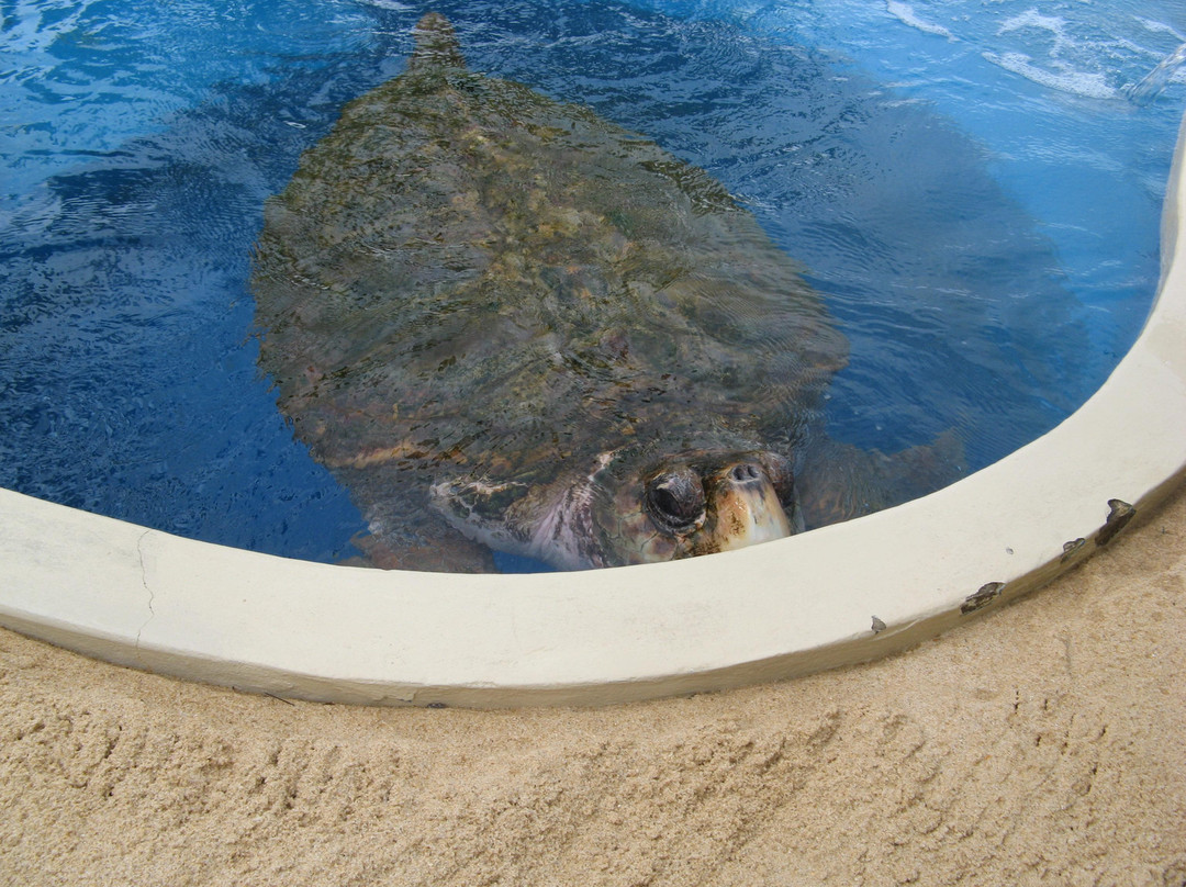 Forte Beach-普拉亚多海滩必去景点