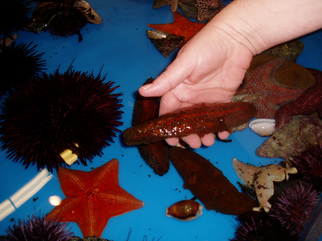 Santa Barbara Museum of Natural History Sea Center-圣巴巴拉必去景点