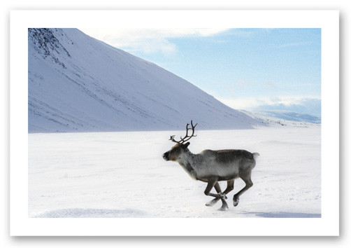 拉普兰探索之旅（罗瓦涅米）