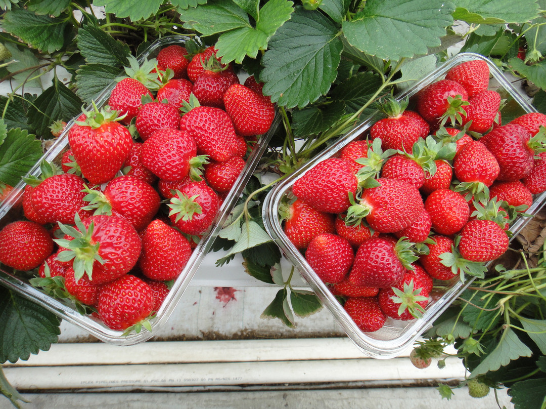 Hedgerows Hydroponic Strawberries景点图片