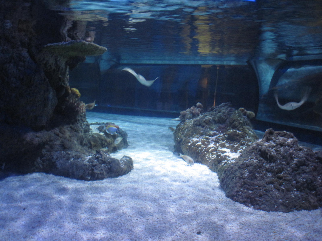 Lido di Jesolo Sea Life Aquarium-耶索洛必去景点