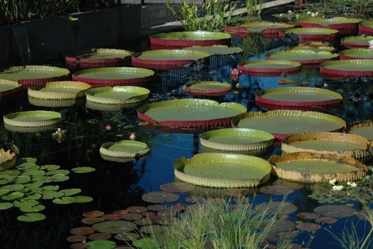 The International Waterlily Collection-圣安吉洛必去景点