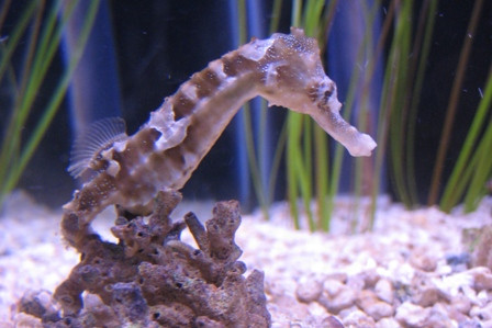 SEA LIFE at Mall of America-布卢明顿必去景点