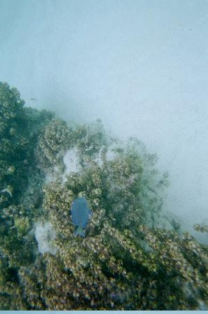 Loblolly Bay-Anegada必去景点